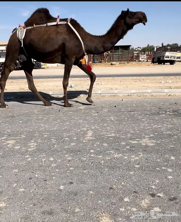 للبيع ضروبه نادره 0