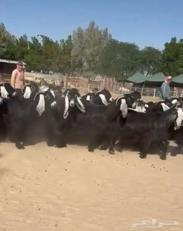 معزاء عوارض فاخره للبيع 7