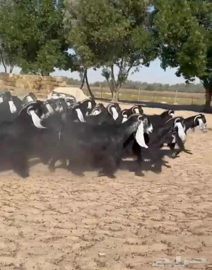 معزاء عوارض فاخره للبيع 3