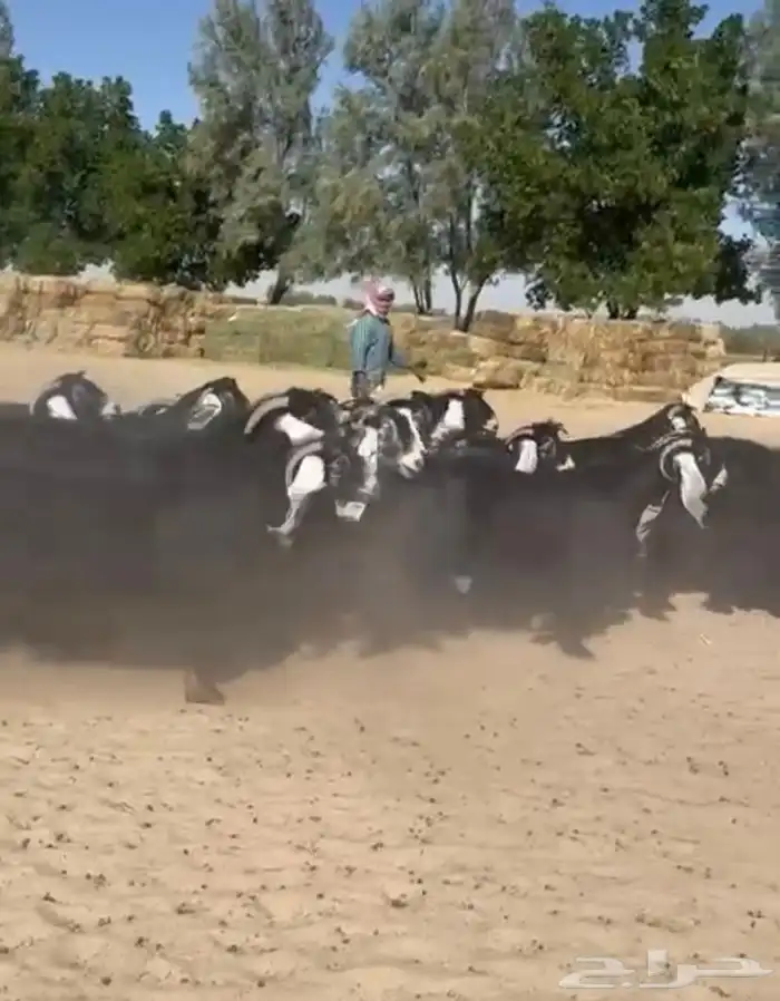 معزاء عوارض فاخره للبيع 15