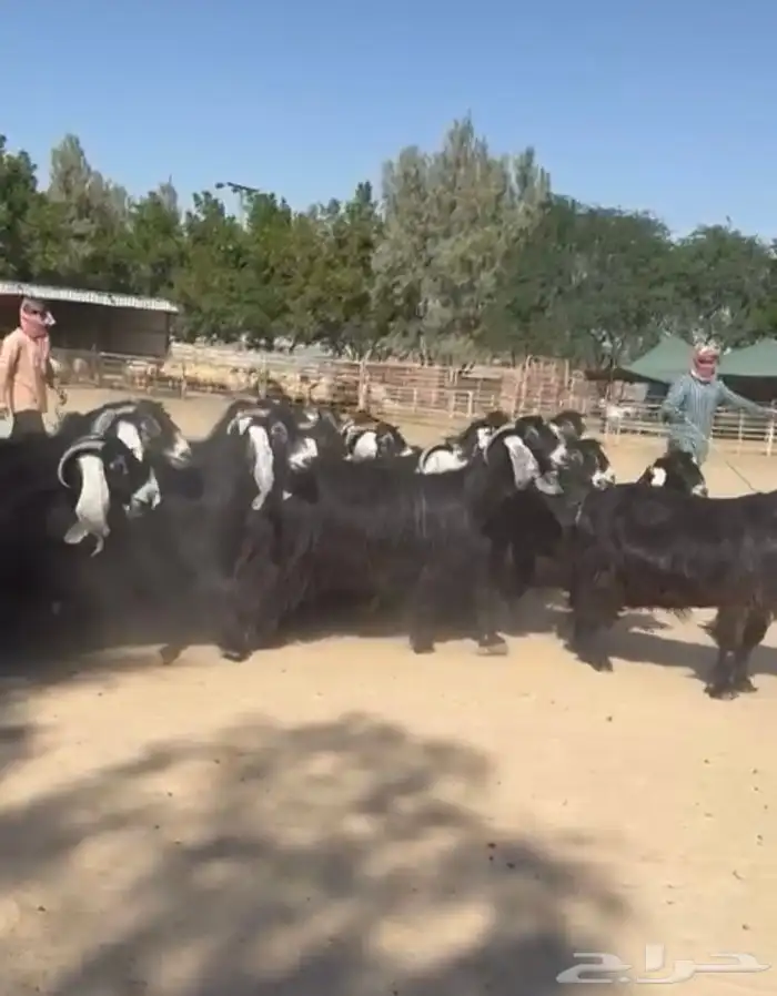 معزاء عوارض فاخره للبيع 9