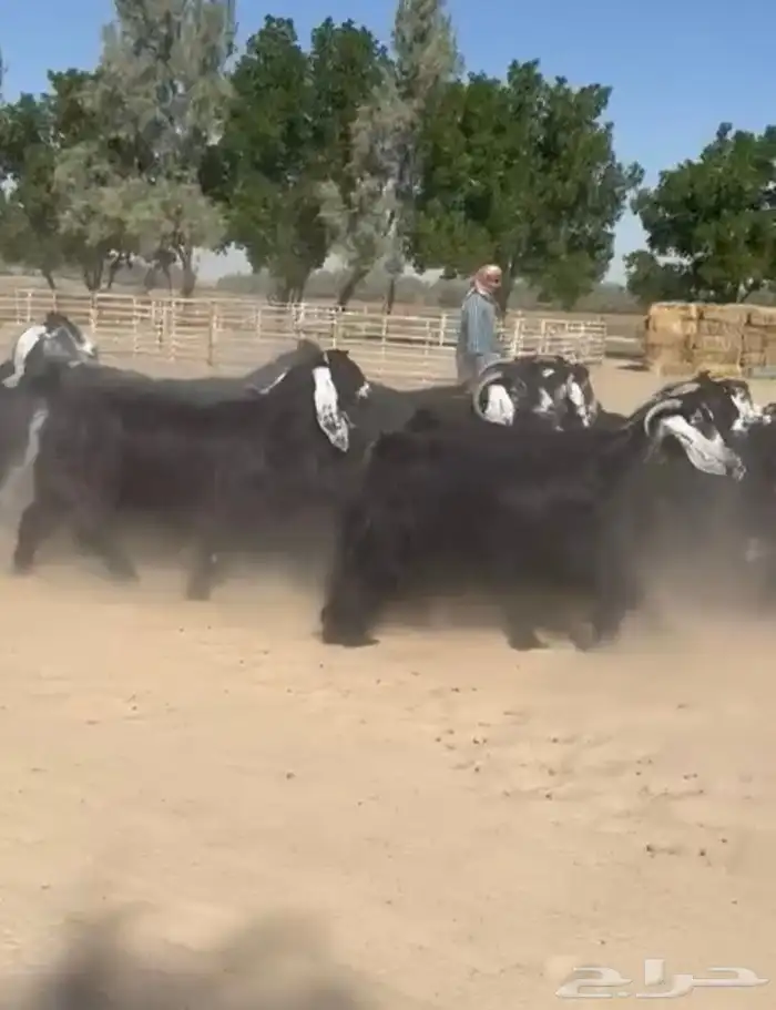 معزاء عوارض فاخره للبيع 11