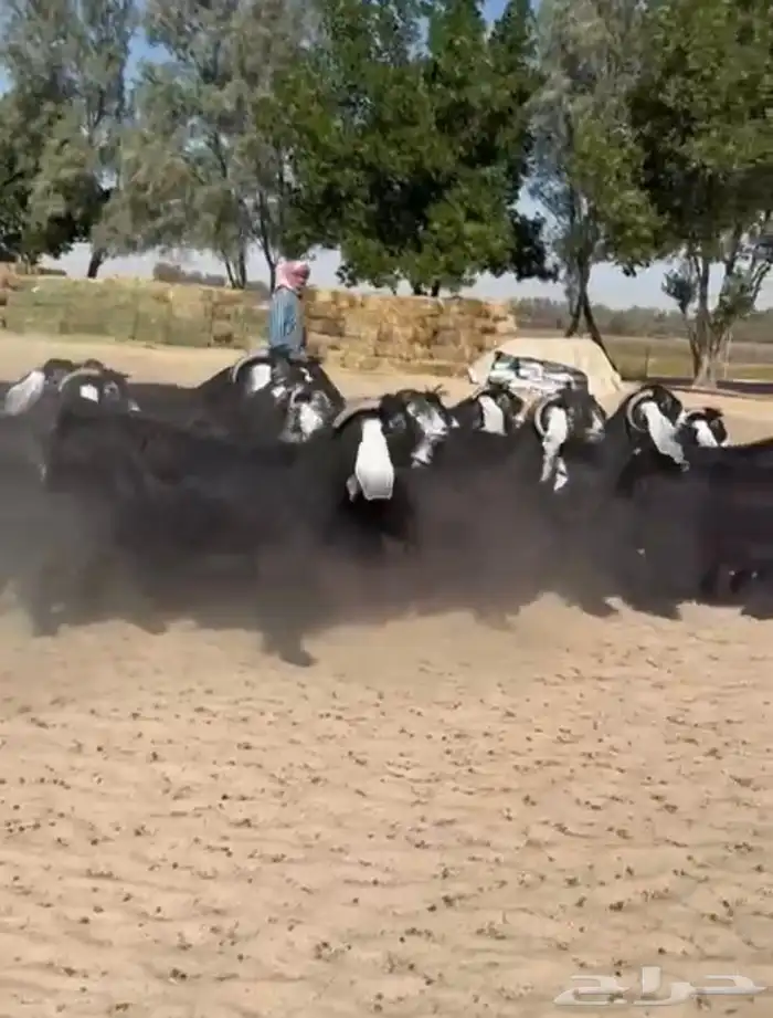 معزاء عوارض فاخره للبيع 4