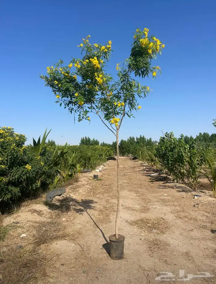 يتوفر شتلات بالجمله فقط 8