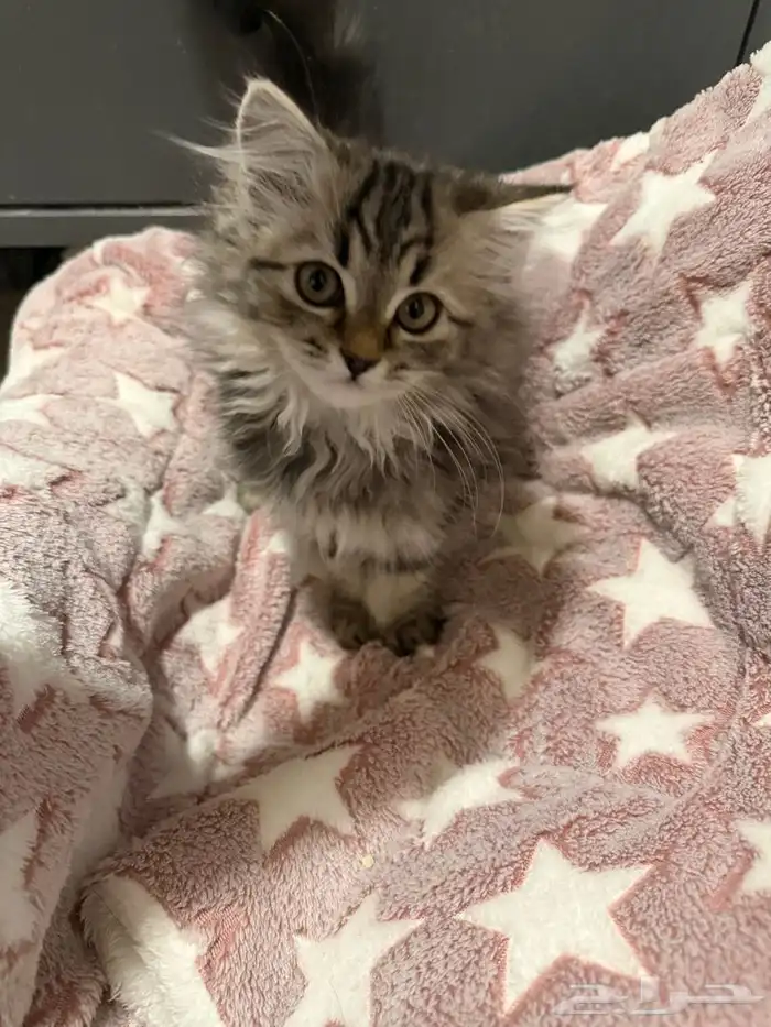 قطط سكوتش فولد مع شيرازي 1