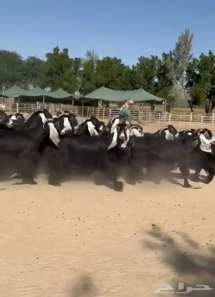 معزاء عوارض فاخره للبيع 5