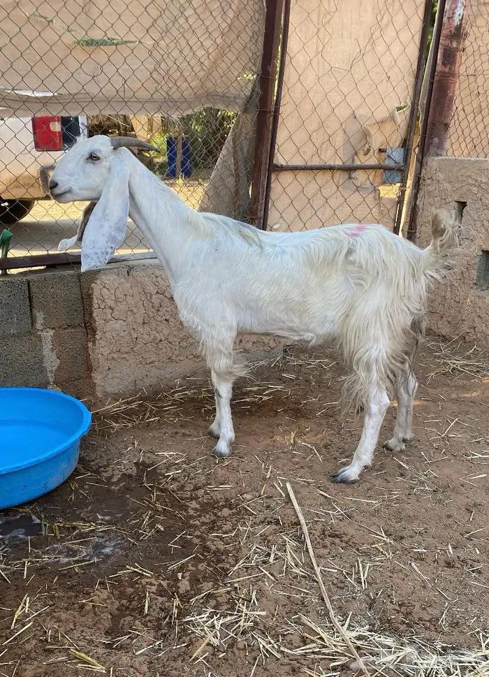 عنز سديس تحتها جفار 0