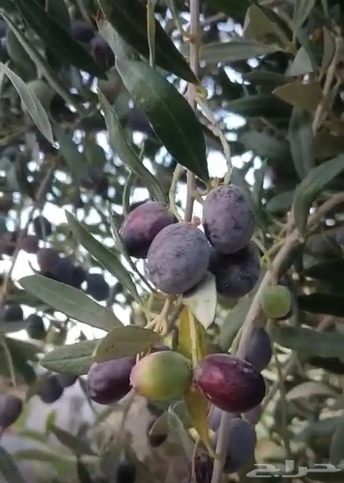 زيت زيتون للبيع 2