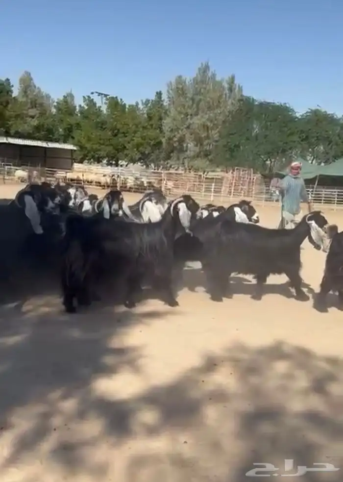 معزاء عوارض فاخره للبيع 10