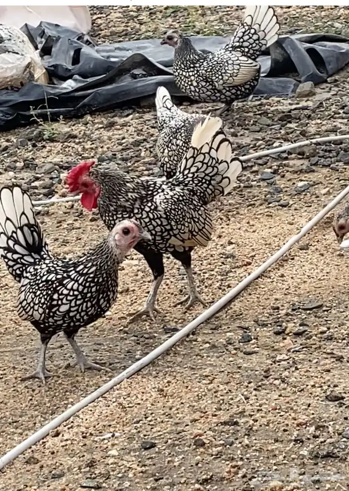 دجاج سبرايت 0