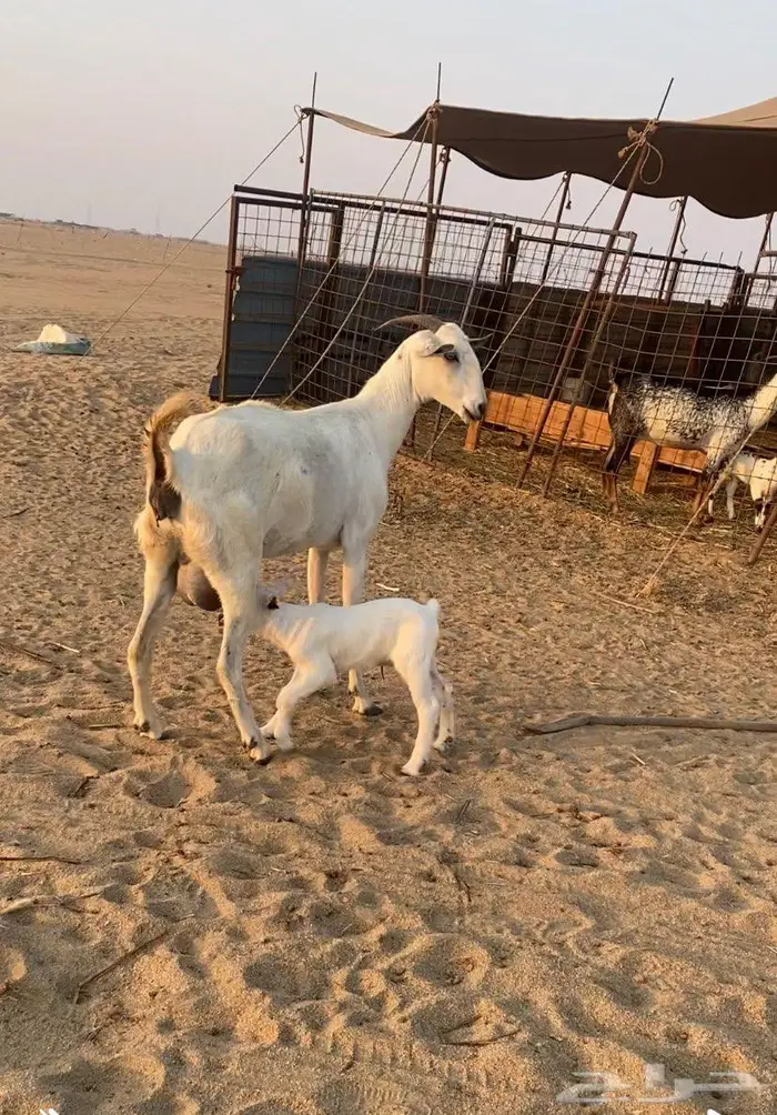 عنز تحتها تيس 0