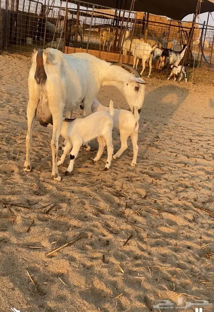 عنز تحتها اثنين 0