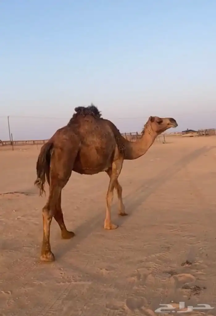 ناقه القحه 0