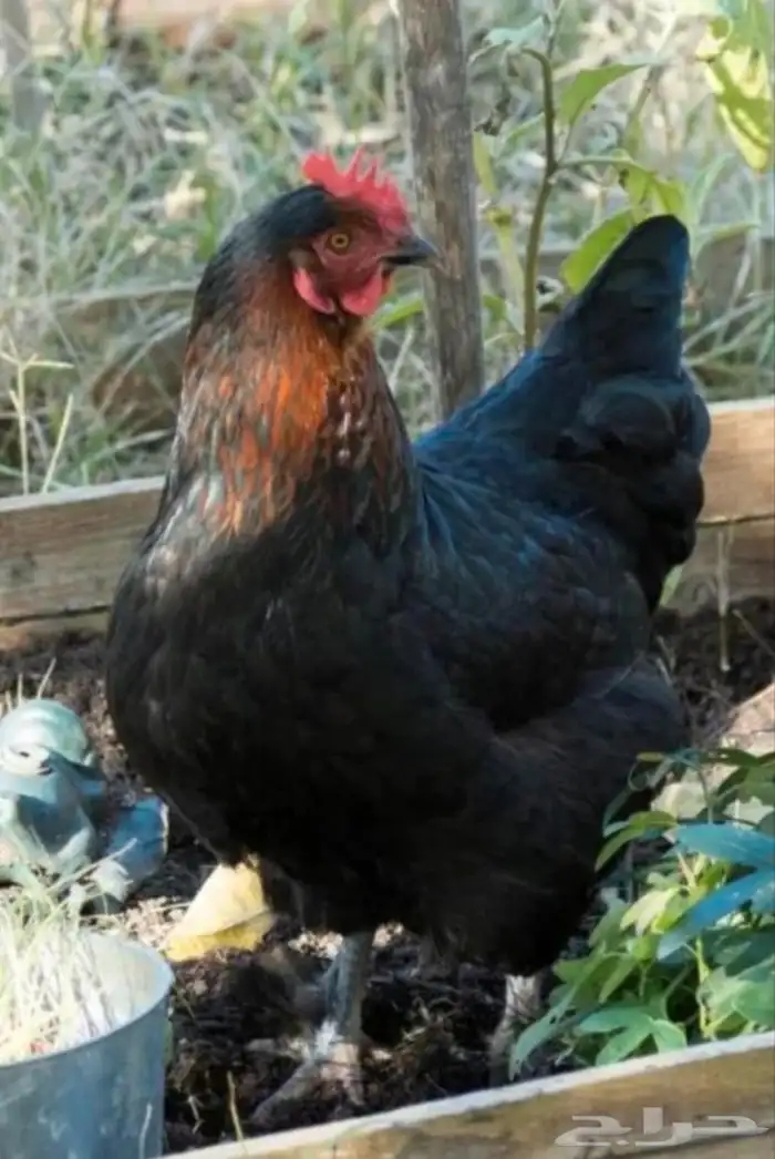 دجاج الماران الفرنسي 2