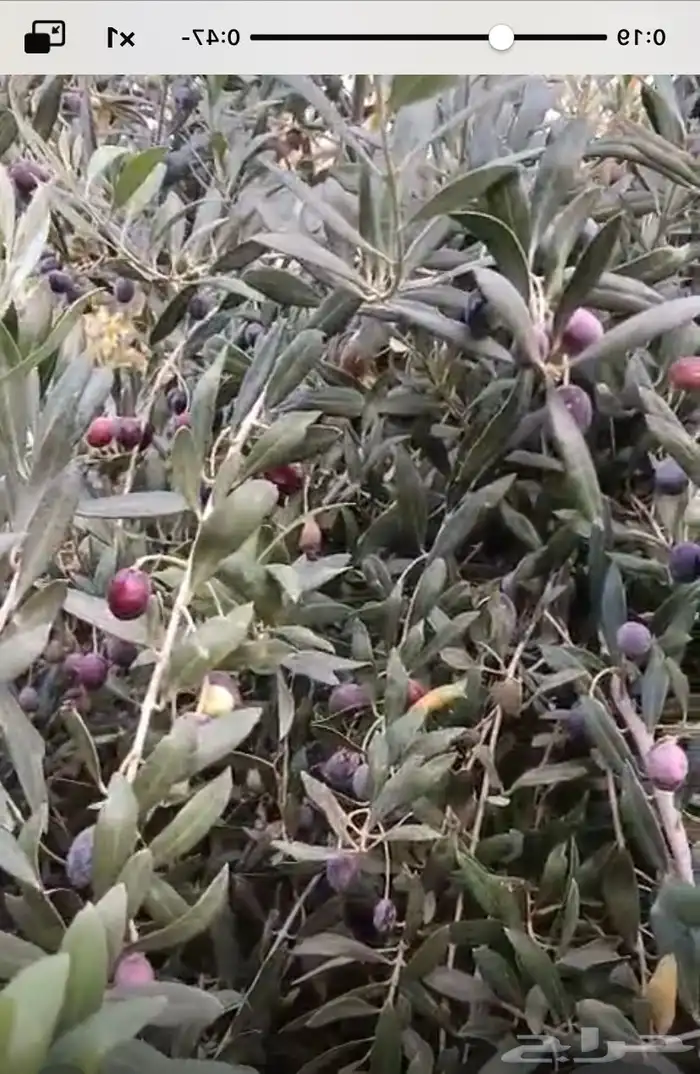 زيت زيتون للبيع 1