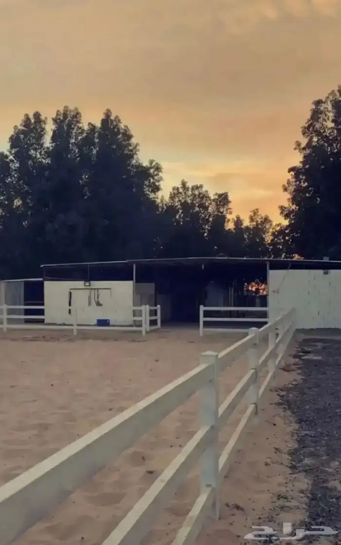 مطلوب نقل خيل مشترك من القريات الي الشملي 0