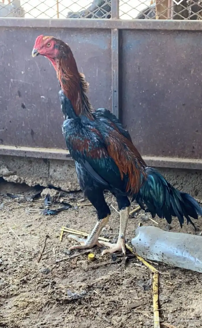 زوج الماني 0