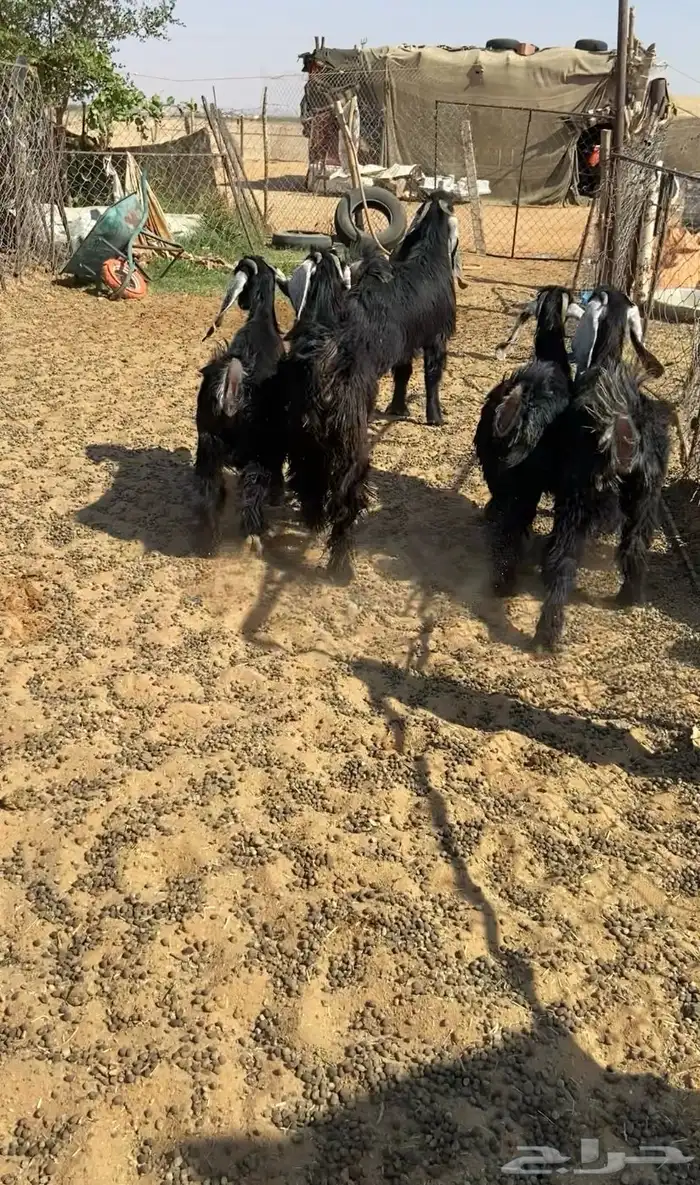 للبيع. جفار عوارض 0