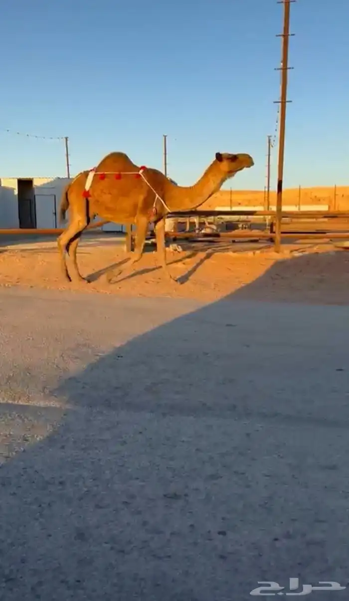 لقحه حمرا ملاقي طيبه طيبه 0