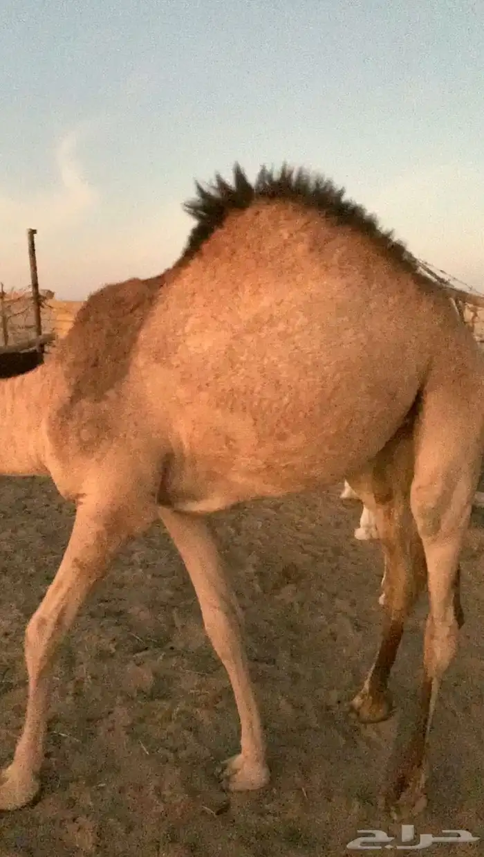 عشرا حمرا كفو تحتها بكرة رمانيه 2