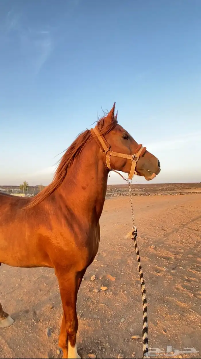 خيل شعبي 2