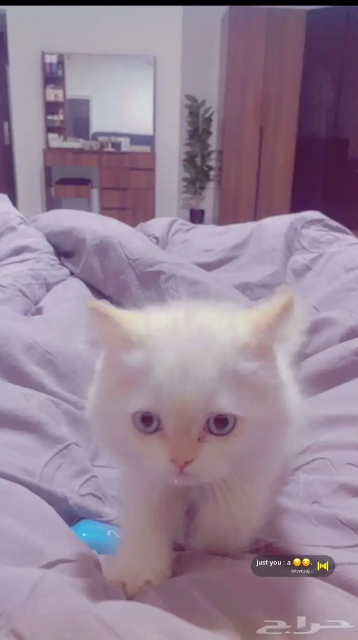 قط هملايا جميل جدا  ولعوب 0