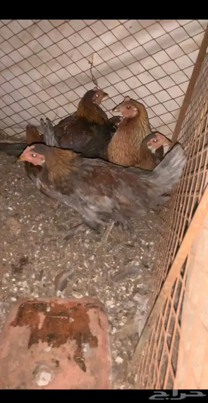 دجاجتين مفرخه وديك 1