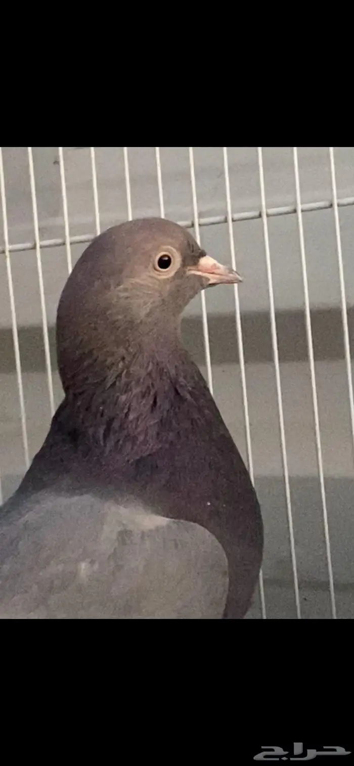 جوز زرق جميلة جدا الخرج 2