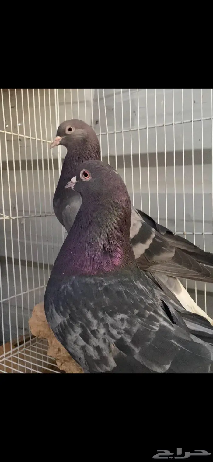 جوز زرق جميلة جدا الخرج 5