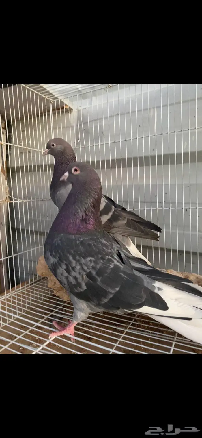 جوز زرق جميلة جدا الخرج 1