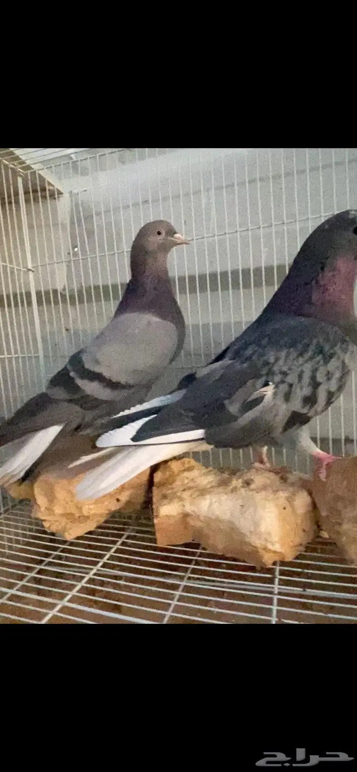 جوز زرق جميلة جدا الخرج 7