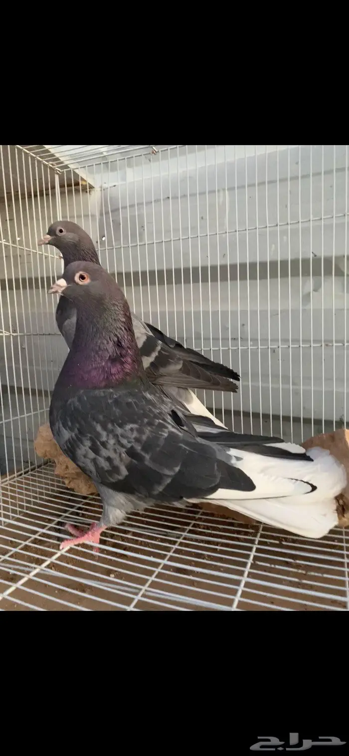 جوز زرق جميلة جدا الخرج 10