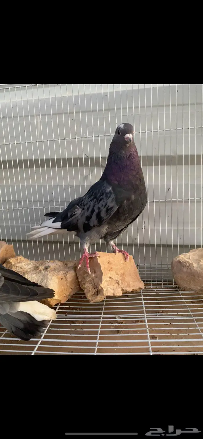 جوز زرق جميلة جدا الخرج 11