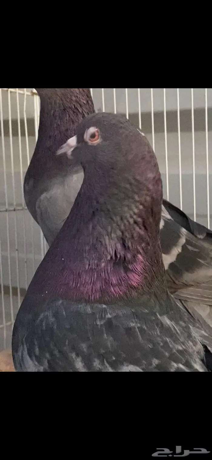 جوز زرق جميلة جدا الخرج 3