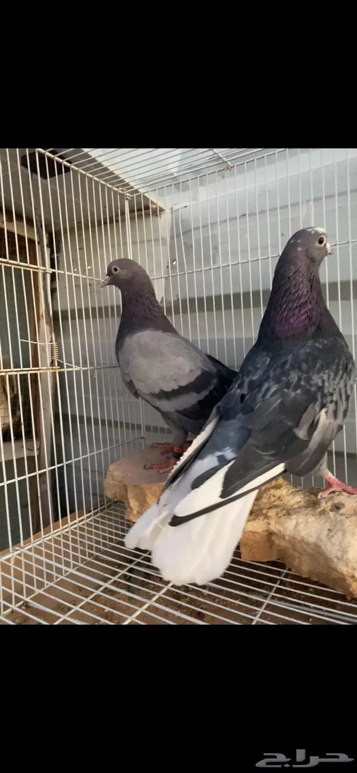 جوز زرق جميلة جدا الخرج 9