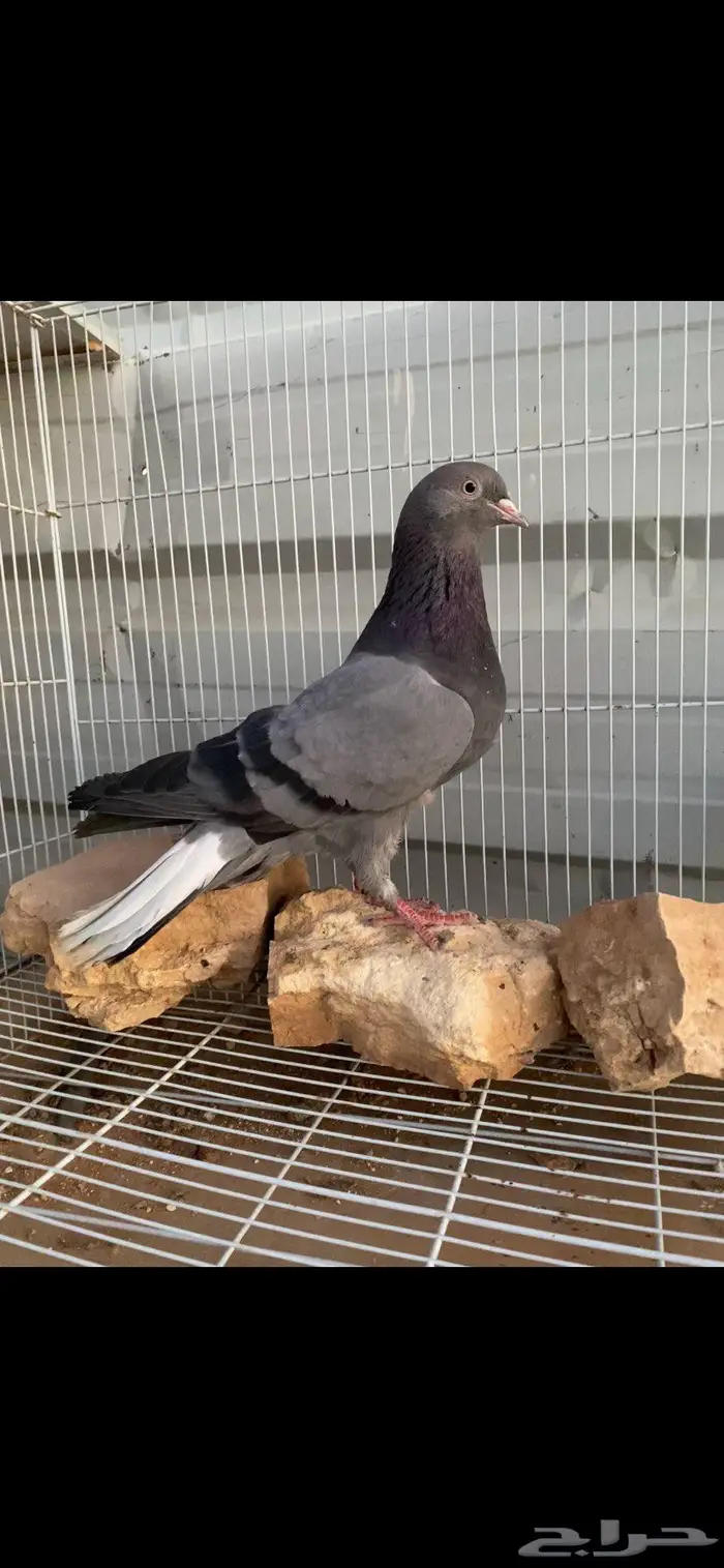 جوز زرق جميلة جدا الخرج 12