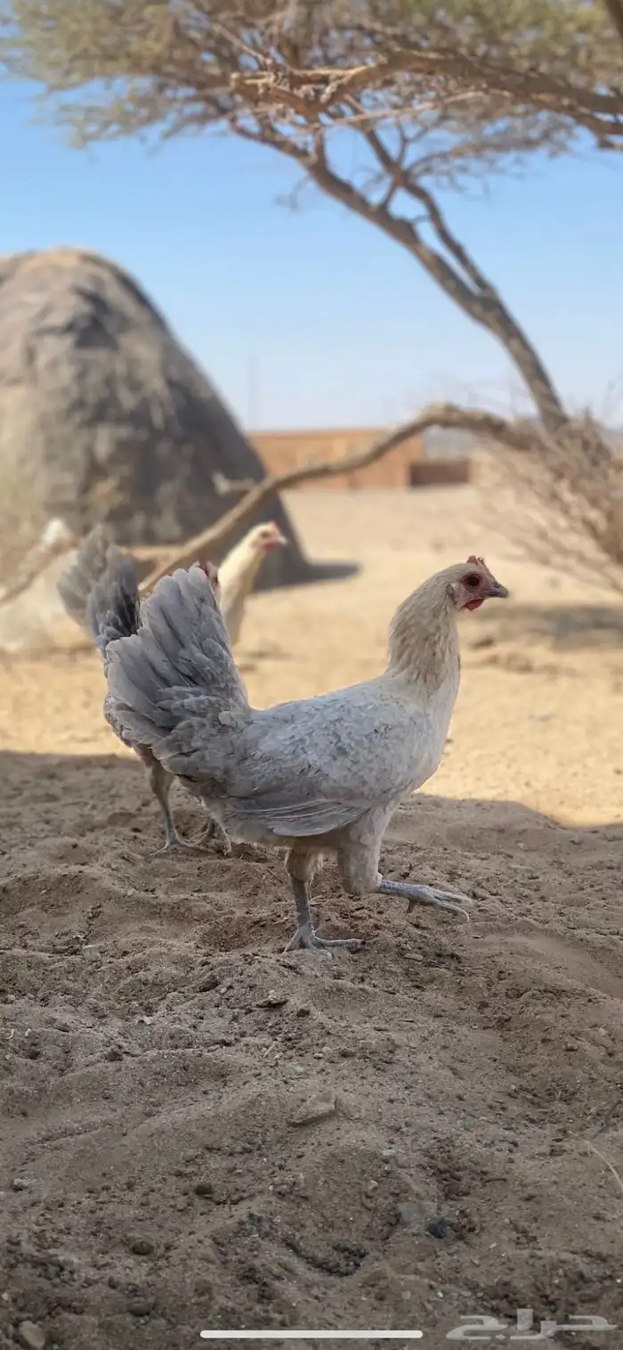 دجاج فيومي المنيوم 4