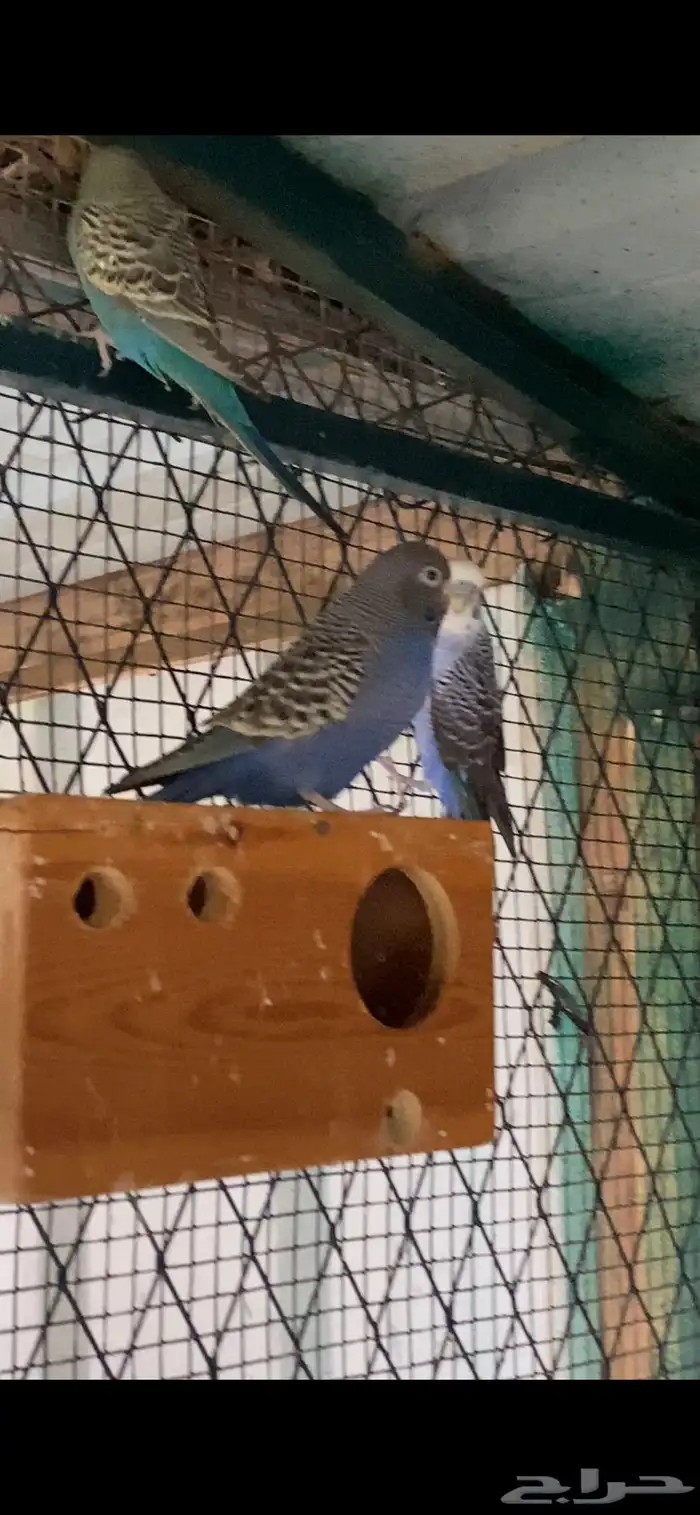 بادجي بلاك فيس بلاك ونق 2