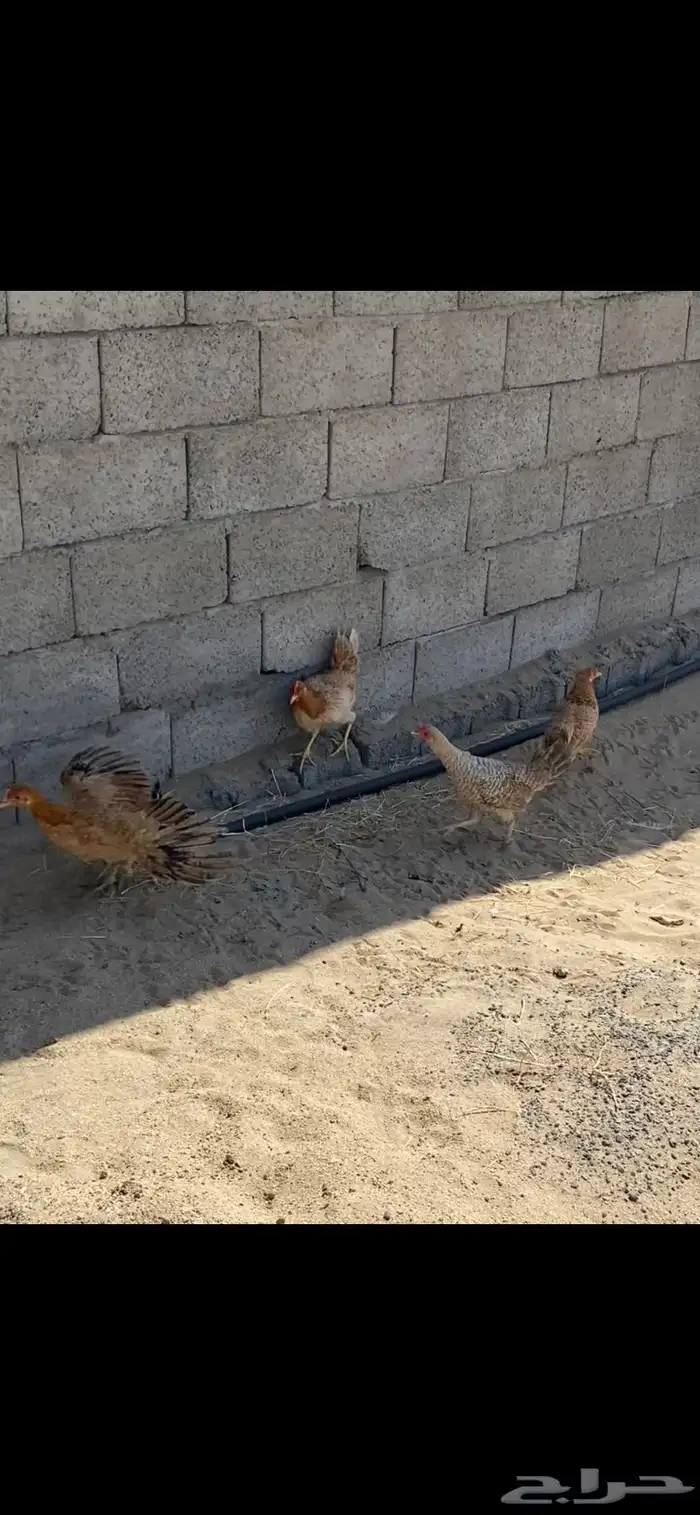 للبيع دجاج نظيف 0