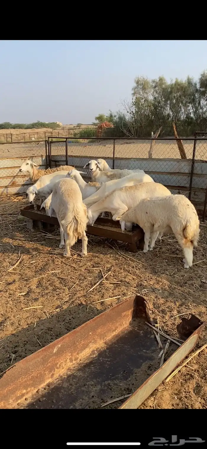 ضان 10 مع فحلها البيع مستعجل 2