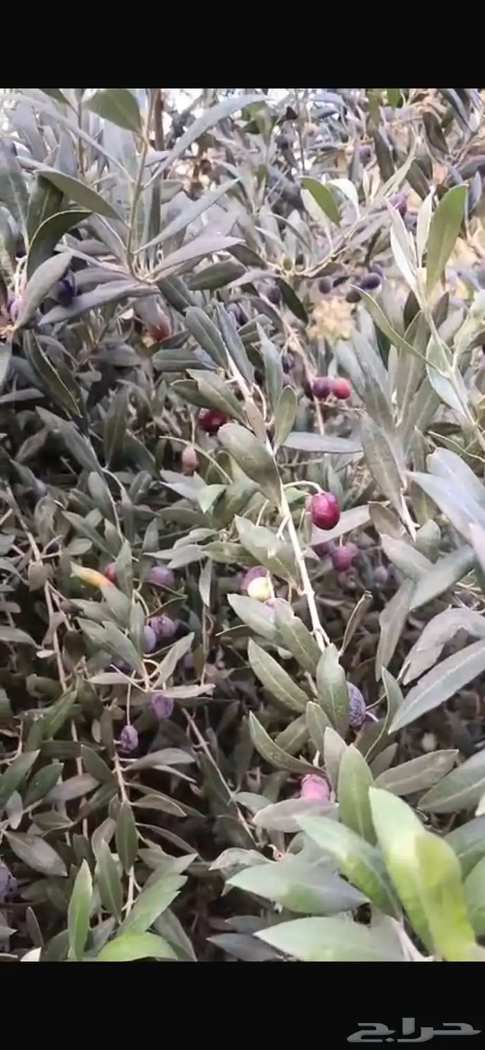 زيت زيتون للبيع 0