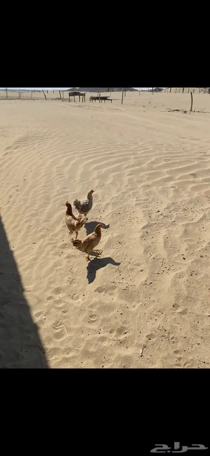 للبيع دجاج نظيف 2