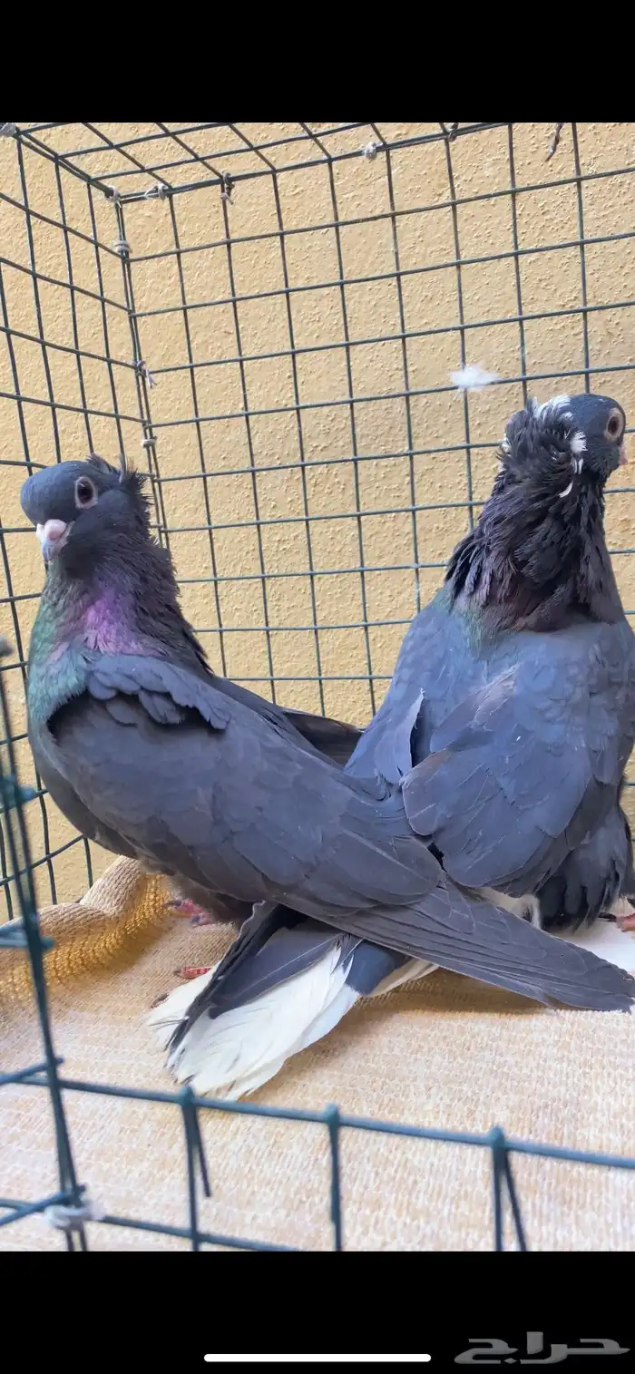 للبيع قطايف وقنادي الخرج 6