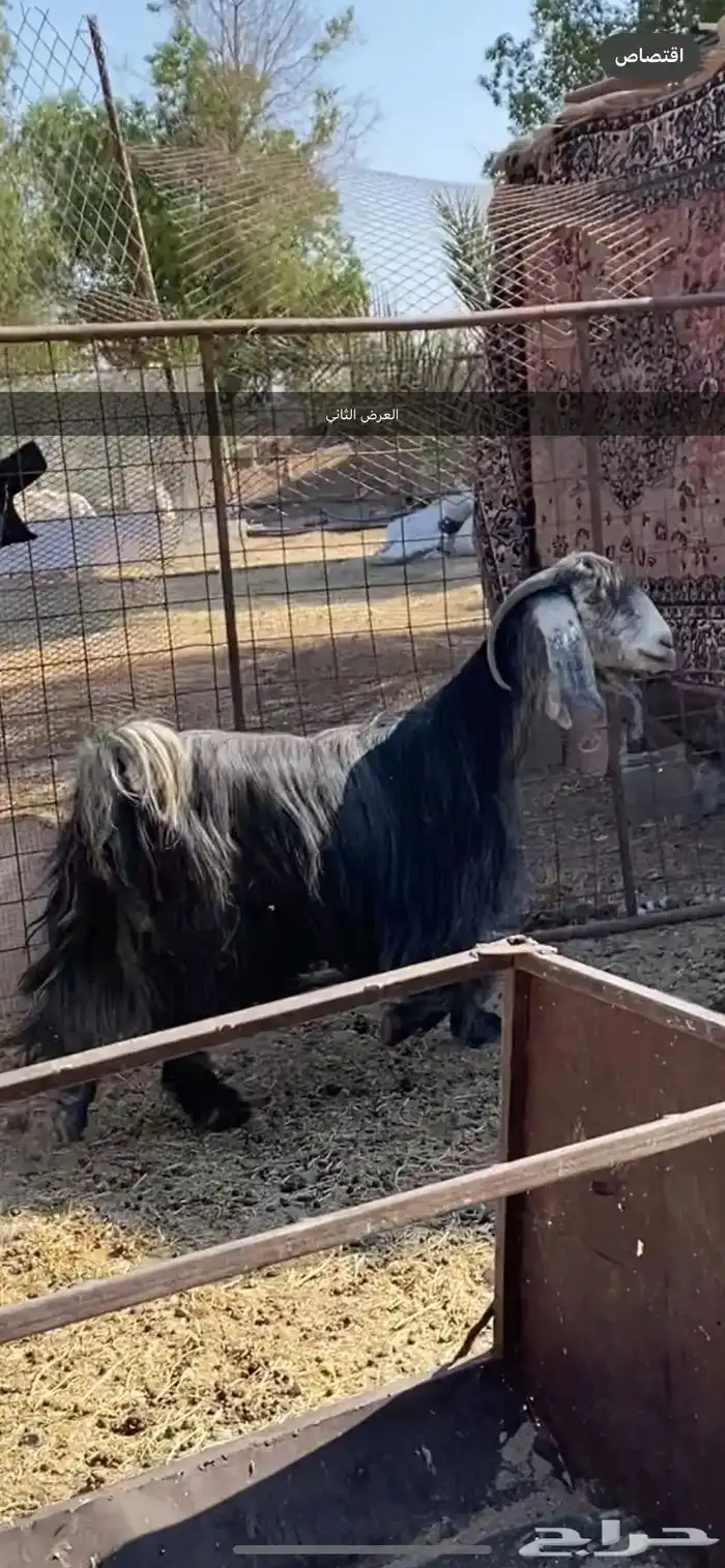 معزا والد ومضرع( تم البيييع ) 10