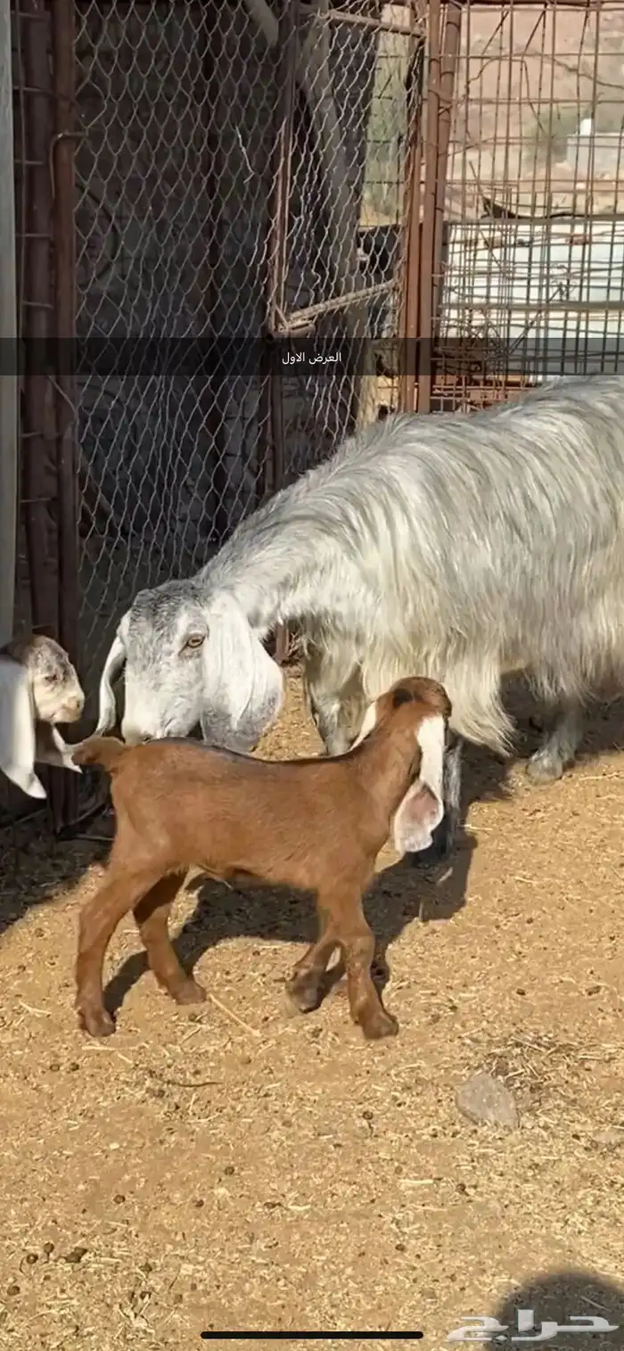 معزا والد ومضرع( تم البيييع ) 1