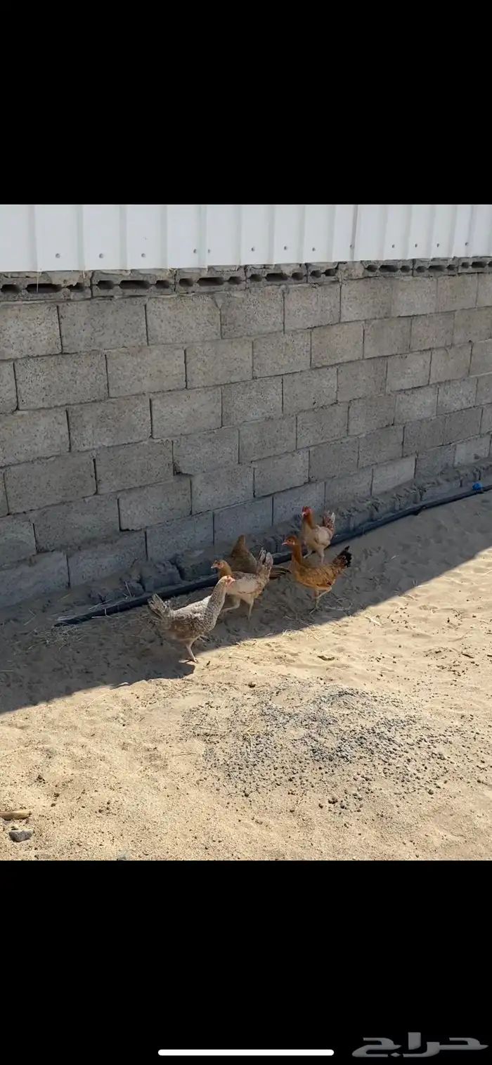 للبيع دجاج نظيف 4