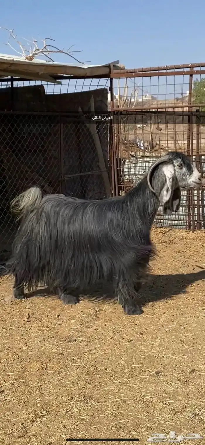 معزا والد ومضرع( تم البيييع ) 9