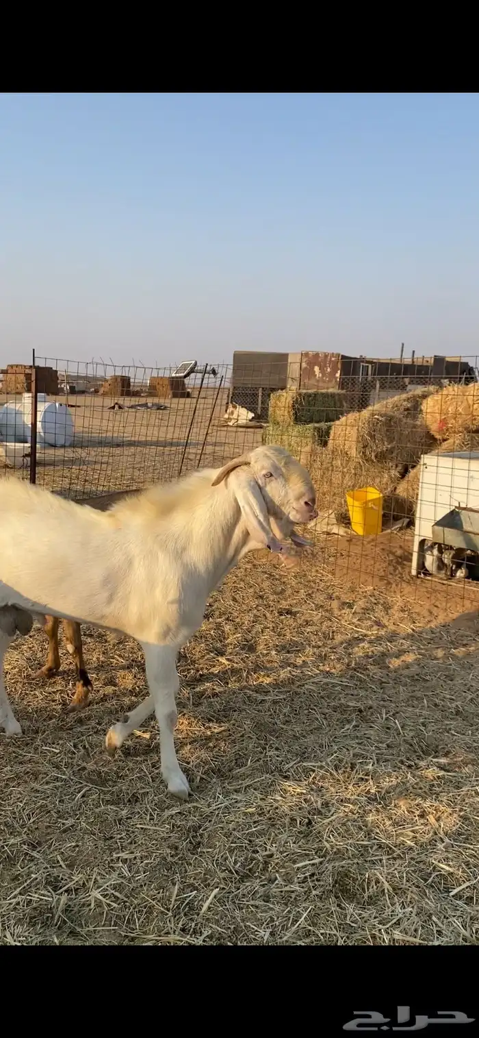 تيس بنجابي ابرص بيور 1