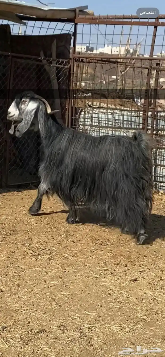 معزا والد ومضرع( تم البيييع ) 15