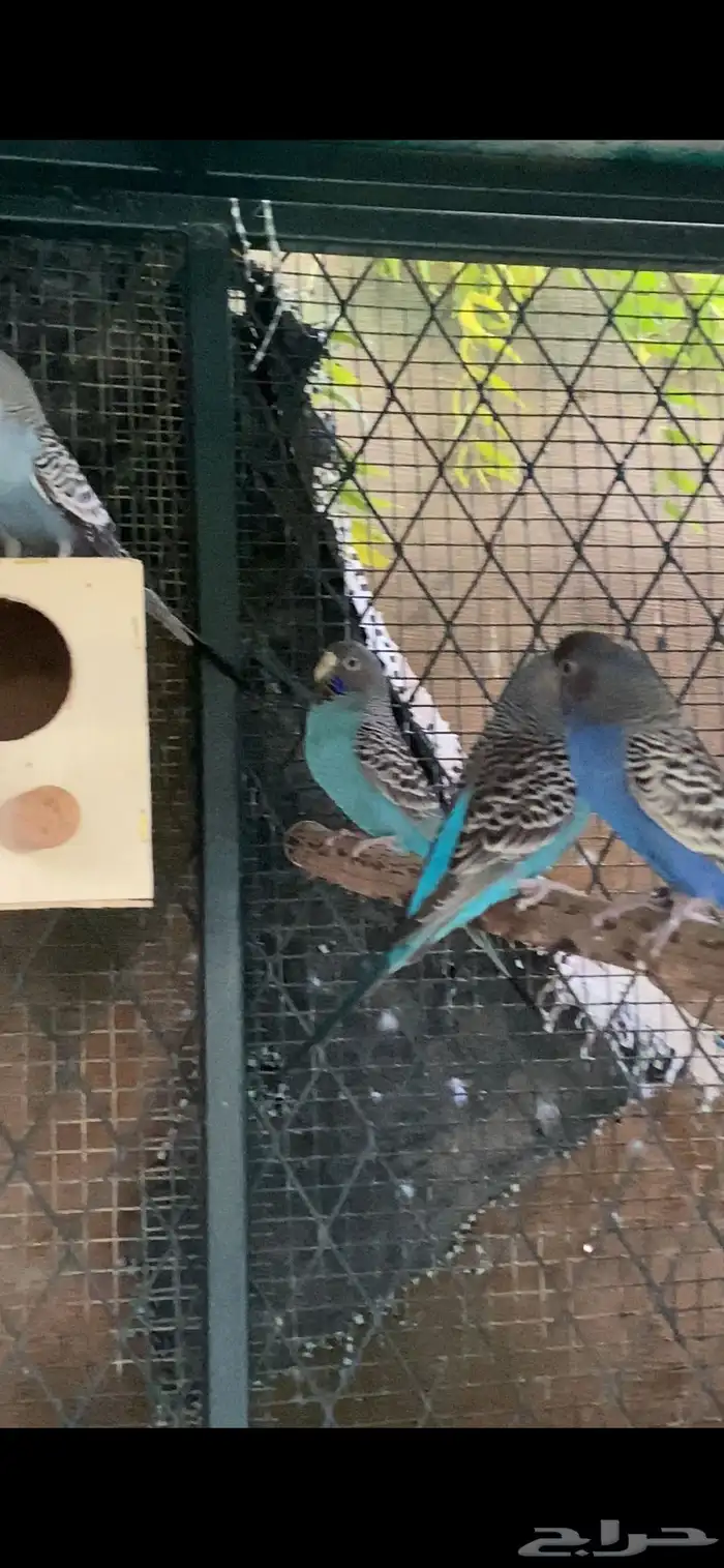 بادجي بلاك فيس بلاك ونق 1